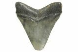 Juvenile Megalodon Tooth - South Carolina #368032-1